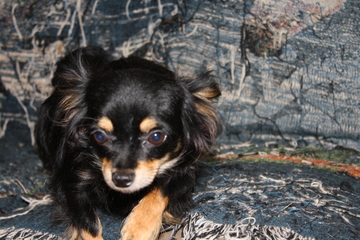 Calina